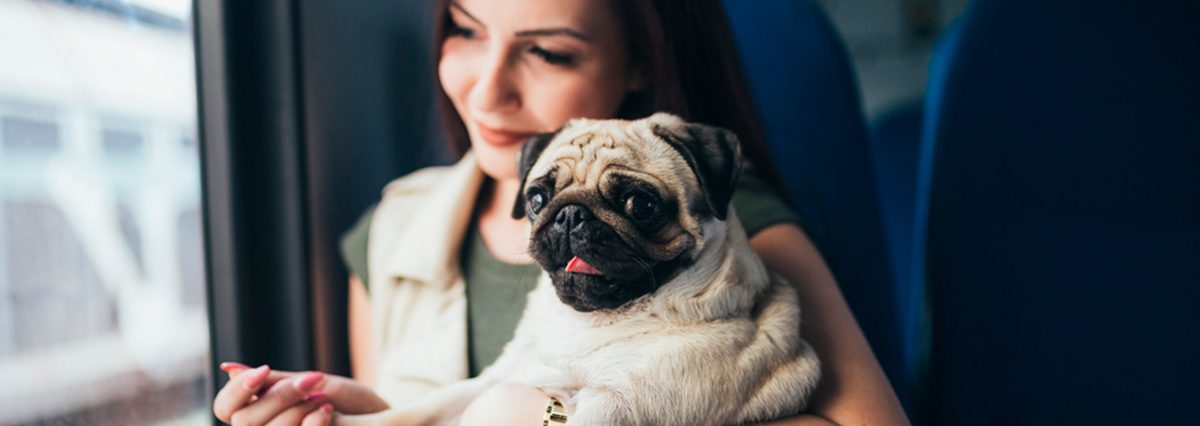 Conductores-de-Transporte-público-deberán-admitir-en-el-transporte-a-mascotas-y-animales-domésticos