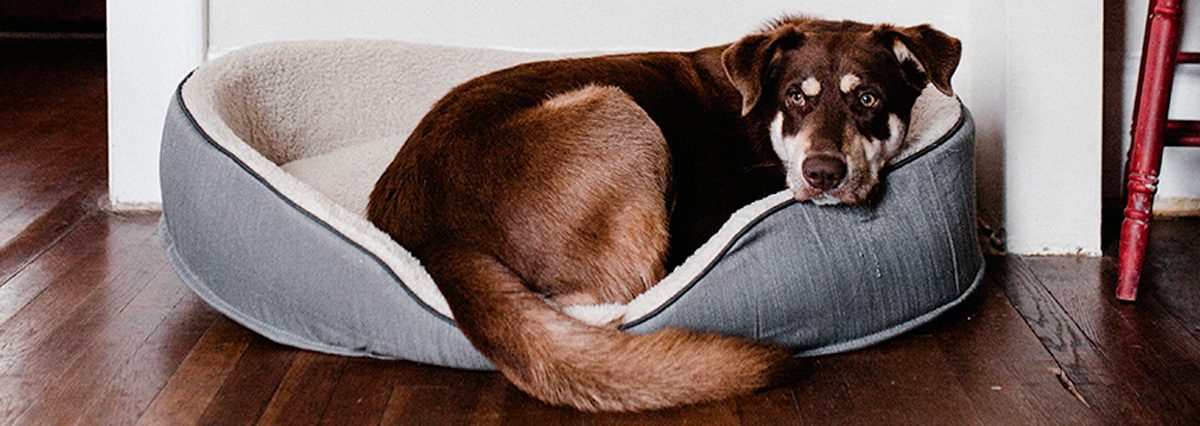 Corte-Suprema-autoriza-la-tenencia-de-mascotas-en-edificio-que-lo-prohibia-en-su-reglamento