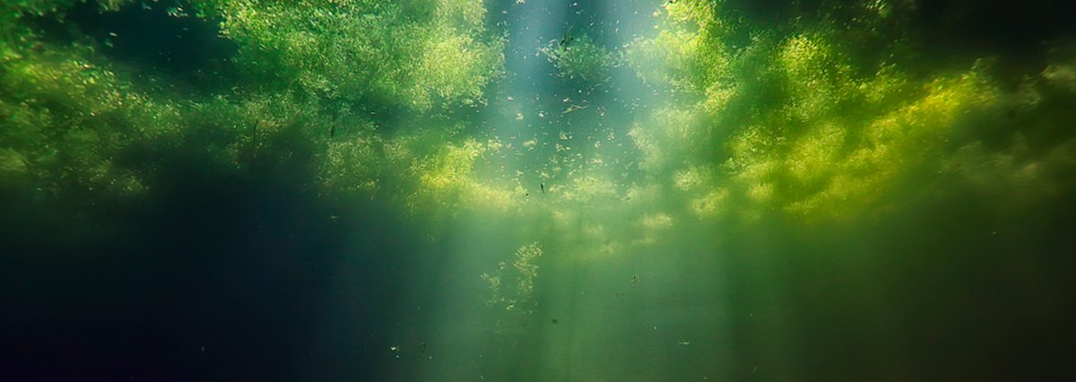 Declara-Santuario-de-la-Naturaleza-el-Humedal-Costero-de-Totoral