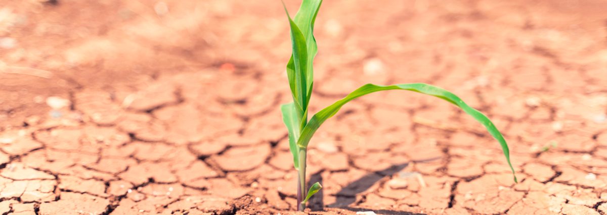 Declara-situación-de-emergencia-agrícola-determinadas-comunas-de-la-Región-Metropolitana