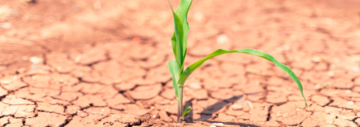 Declara-situación-de-emergencia-agrícola-determinadas-comunas-de-la-Región-Metropolitana