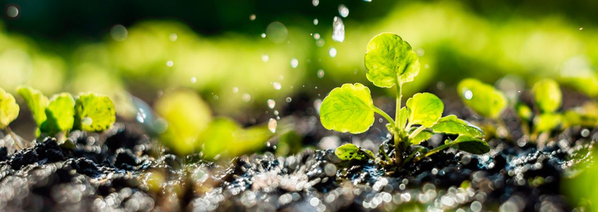 El-Ministerio-del-Medio-Ambiente-declaró-como-Santuario-de-la-Naturaleza-a-Turberas-de-Aucar