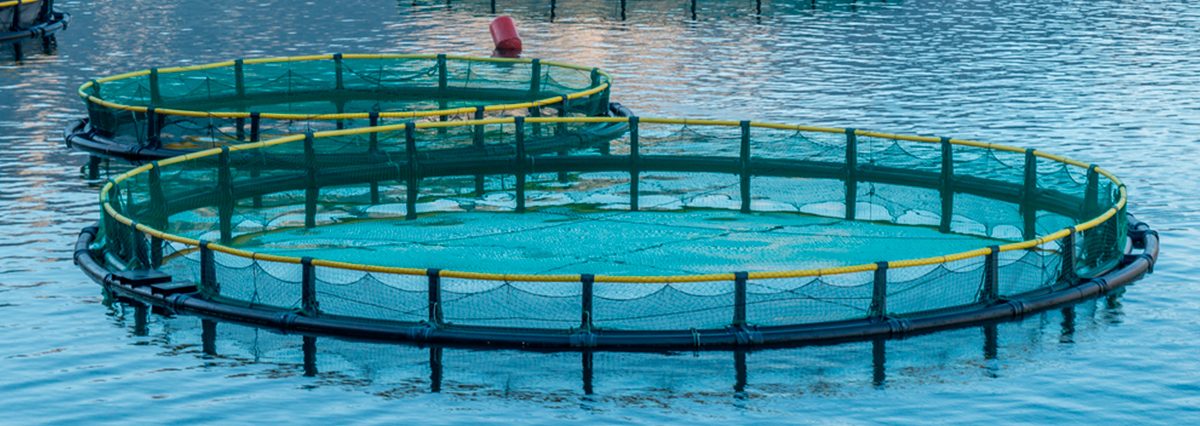 Gobierno-presenta-proyecto-de-ley-que-busca-entregar-concesiones-acuícolas-sustentables-en-áreas-protegidas