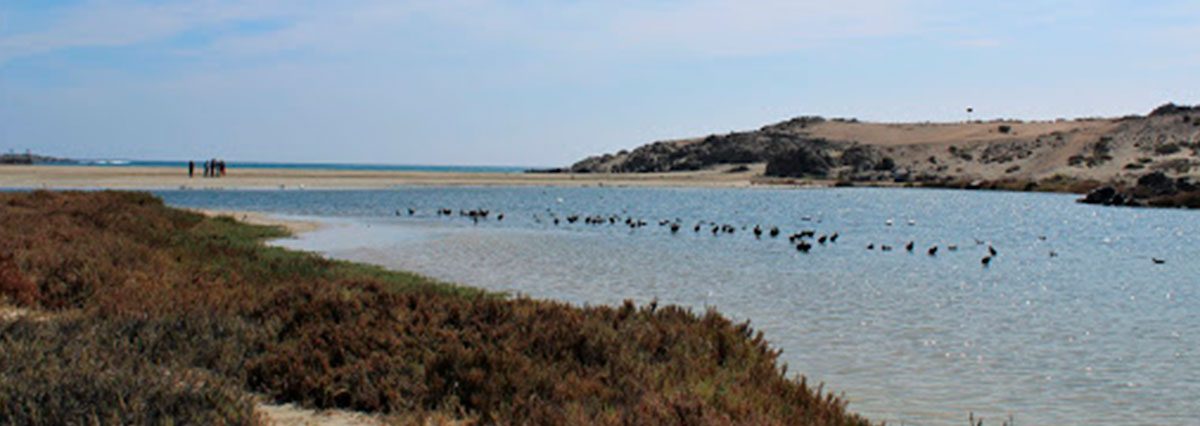 Humedal-Costero-Carrizal-Bajo-es-declarado-Santuario-de-la-naturaleza-