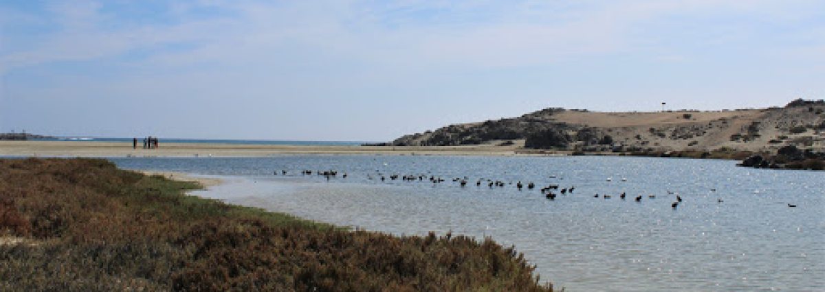 Humedal-Costero-Carrizal-Bajo-es-declarado-Santuario-de-la-naturaleza-