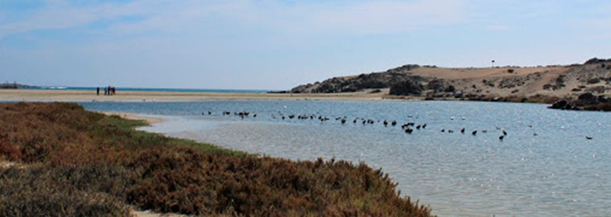 Humedal-Costero-Carrizal-Bajo-es-declarado-Santuario-de-la-naturaleza