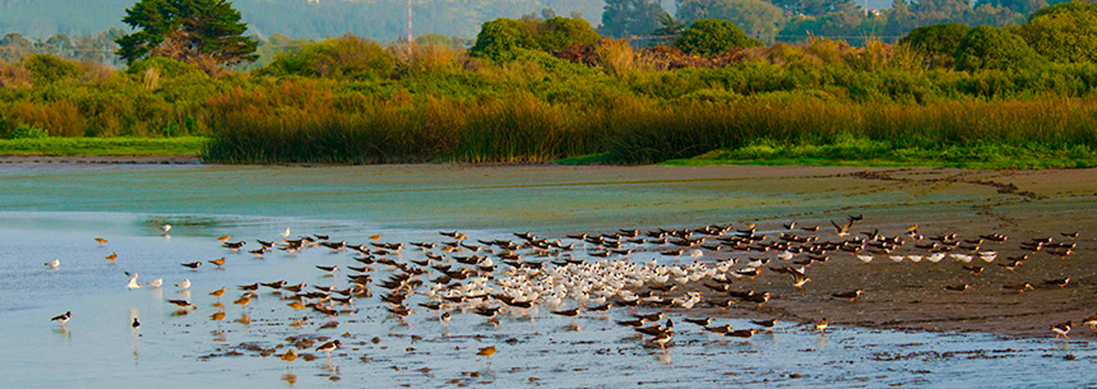 Humedal-Rio-Maipo-es-declarado-Santuario-de-la-Naturaleza