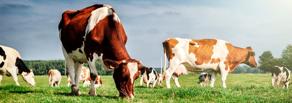 Ley-aumenta-sanciones-a-infractores-de-normas-sobre-salud-animal-en-mataderos-o-que-adulteren-o-falsifiquen-información-sobre-trazabilidad-del-ganado-y-la-carne