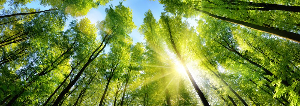 The,Sun,Beautifully,Illuminating,The,Green,Treetops,Of,Tall,Beech