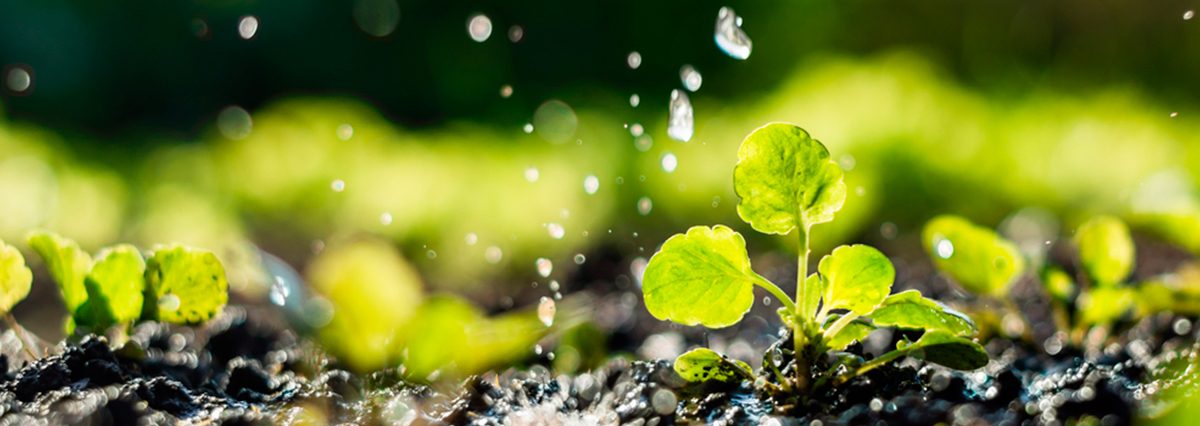 Ministerio-del-Medio-Ambiente-reconoce-al-Humedal-Urbano-Canal-Waddington-en-Cerro-La-Huinca