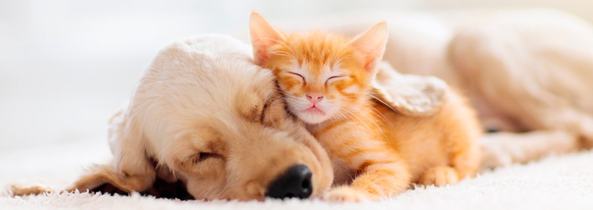 Proyecto-de-ley-aumenta-las-penas-para-el-delito-de-maltrato-animal