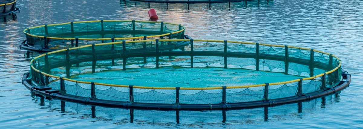 Proyecto-de-ley-busca-prohibir-el-desarrollo-de-la-acuicultura-dentro-áreas-de-protección-medio-ambiental