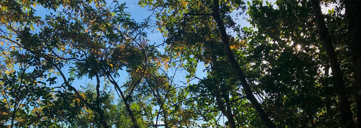 Proyecto-de-ley-busca-proteger-el-bosque-nativo-en-caso-de-incendios-forestales