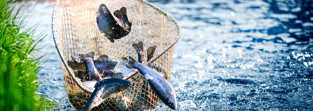 Reglamento-de-Pesca-de-subsistencia-prevista-en-el-artículo-140-bis-de-la-Ley-General-de-Pesca-y-Acuicultura