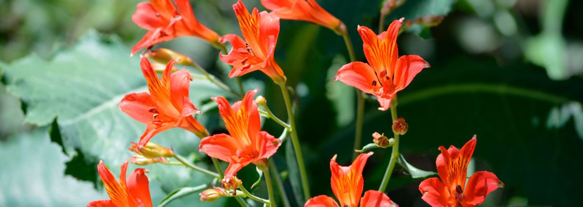 Reserva-Nacional-Río-Clarillo