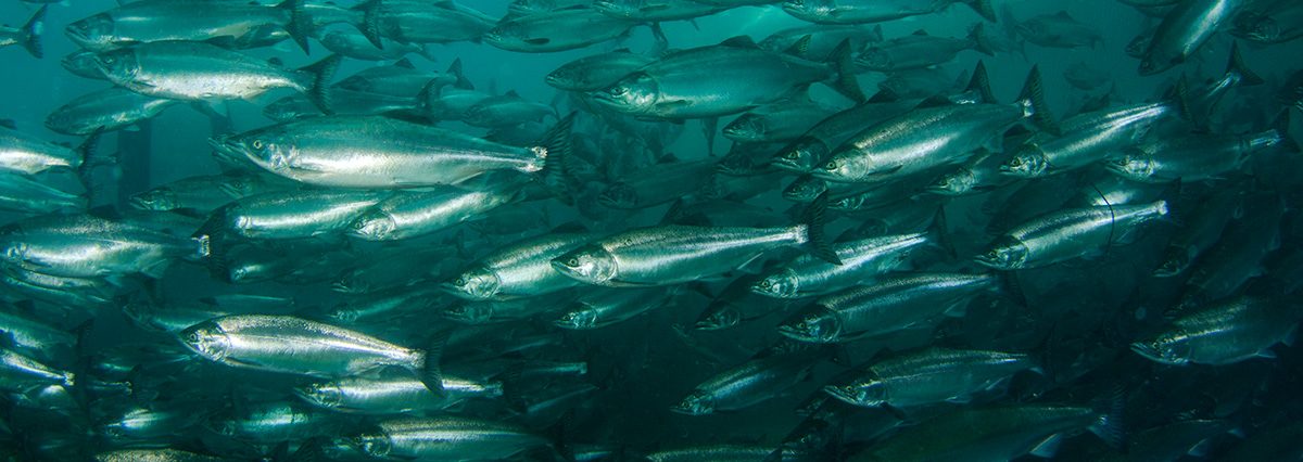 Se-aprueba-la-Instruccion-general-para-la-implementacion-de-monitoreo-continuo-de-Centros-de-Engorda-de-Salmones