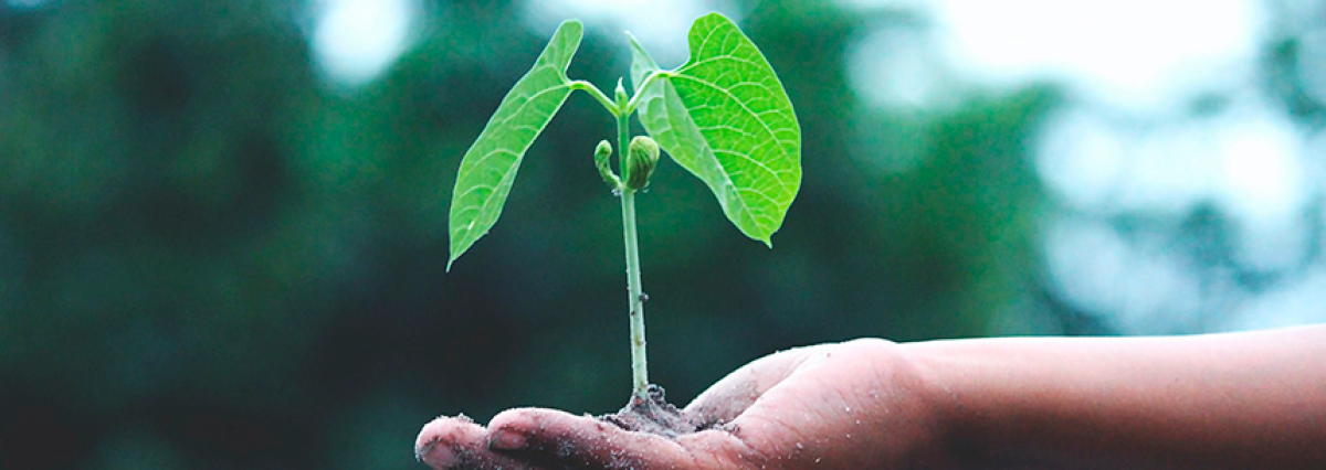 Se-aprueba-programa-de-regulacion-ambiental-para-el-periodo-2020-2021