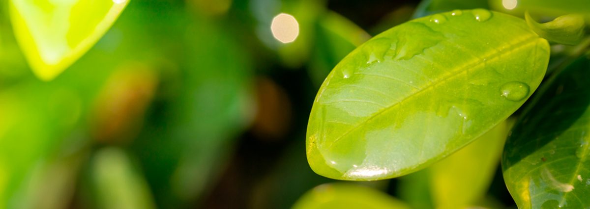 Si-el-proyecto-se-empieza-en-un-área-sujeta-a-protección-se-requiere-de-un-estudio-de-impacto-ambiental