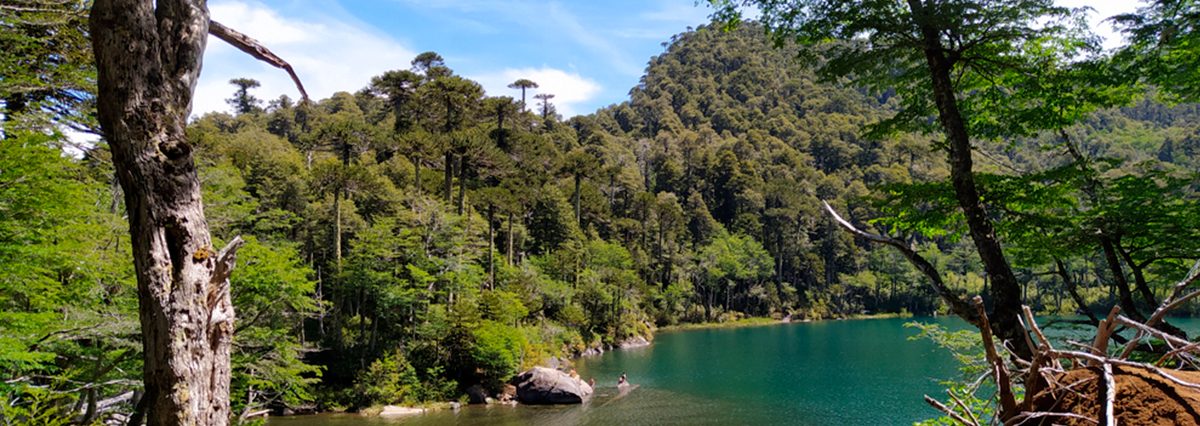 Subsecretaría-del-Medio-Ambiente-se-encuentra-habilitada-para-definir-y-precisar-el-rol-de-supervigilancia-que-le-corresponde-sobre-el-SNAPE