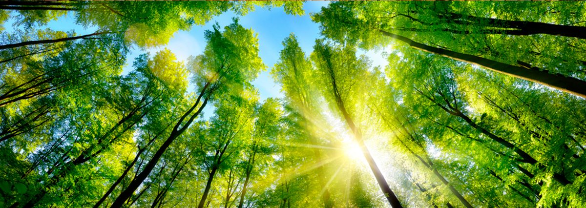 Uno-de-los-instrumentos-para-aplicar-el-principio-preventivo-es-el-Sistema-de-Evaluación-de-Impacto-Ambiental