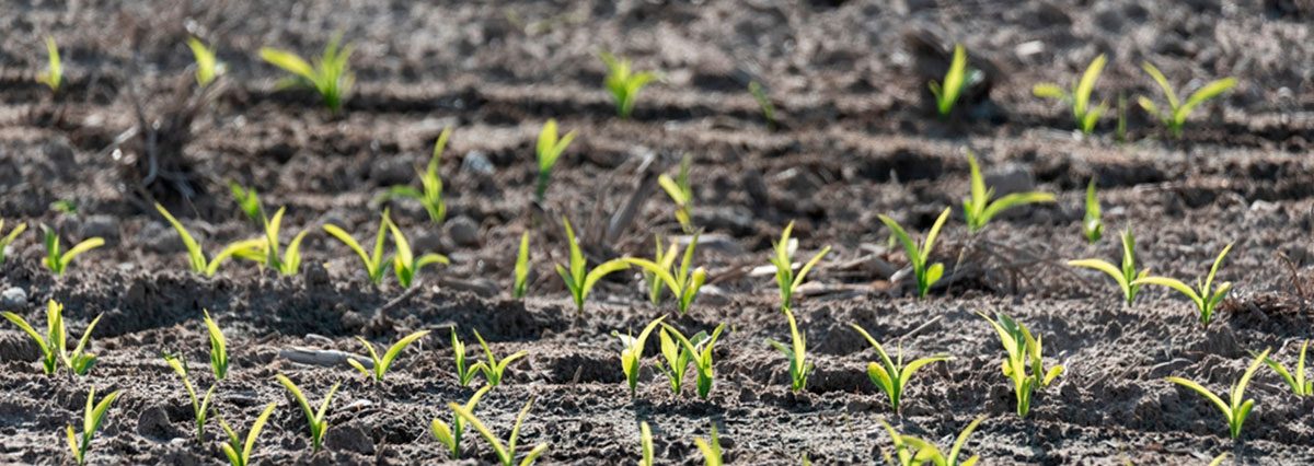 shutterstock_1653122137