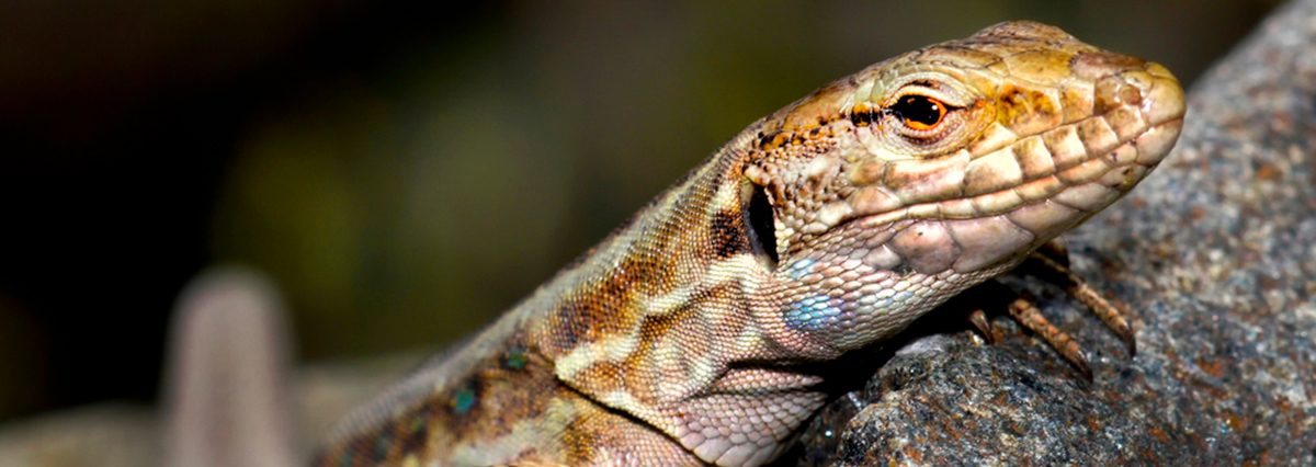 shutterstock_2034392396