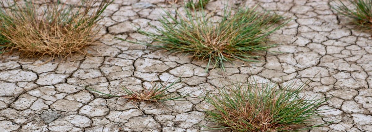 shutterstock_2037367973