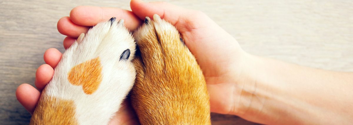 shutterstock_695184616